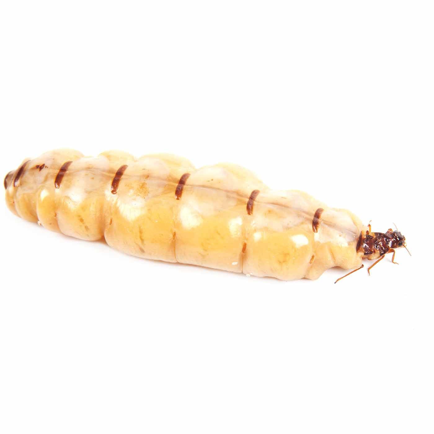 termita reina