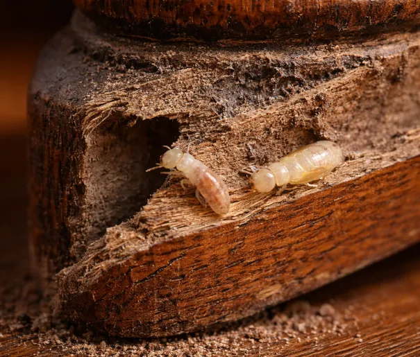 termitas atacan madera
