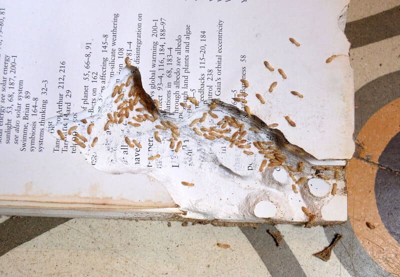termitas comiendo libros
