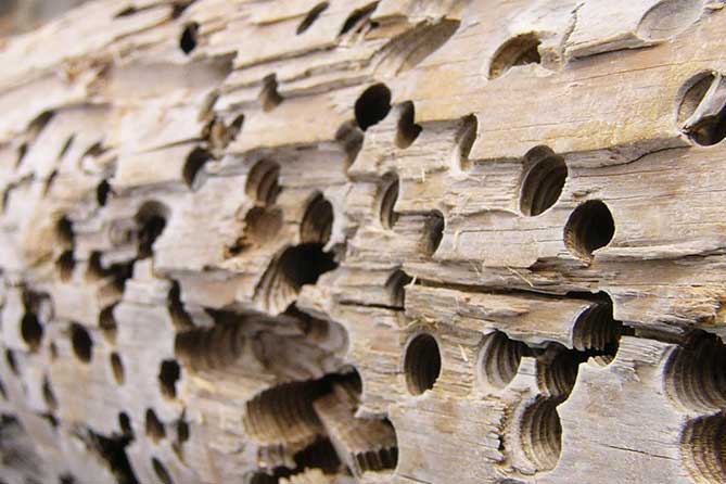 termitas madera vieja