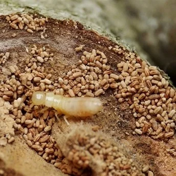 termitero madera seca