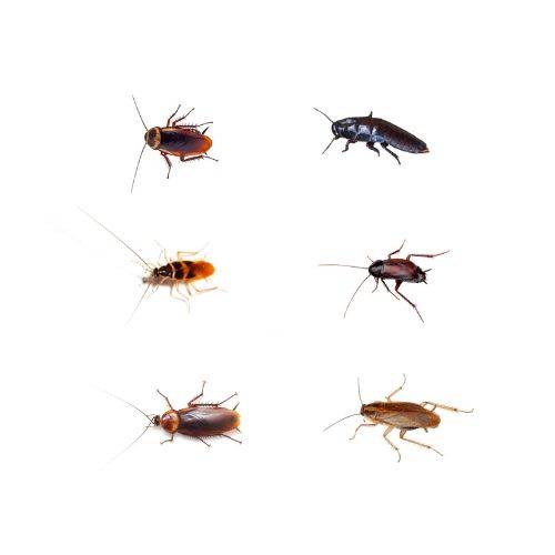 tipos de cucarachas
