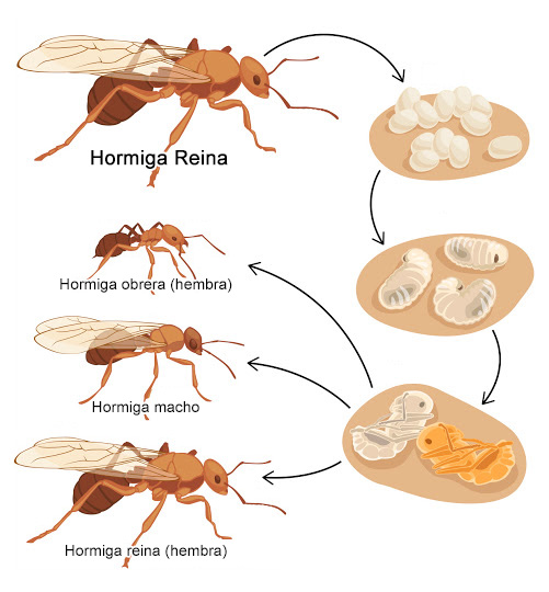 tipos de hormiga que forman colonias