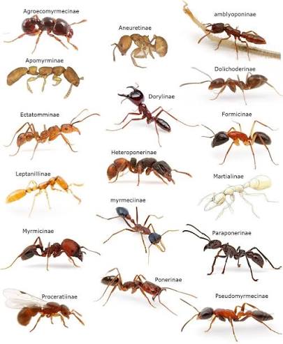 tipos de hormigas que deberias conocer