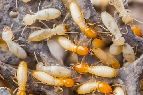 trofalaxia termitas que es