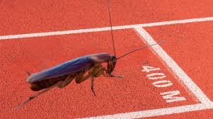 velocidad de una cucaracha