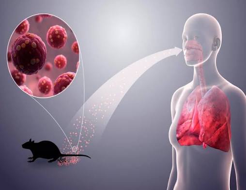 virus trasnmitidos por ratas